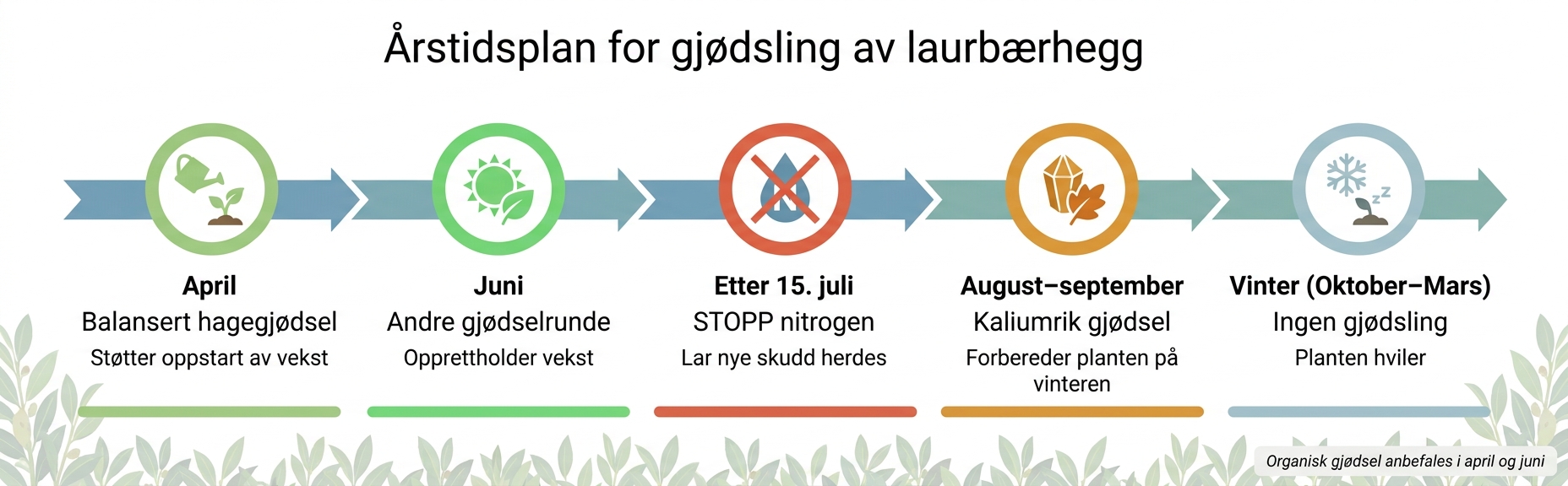 Årstidsplan for gjødsling av laurbærhegg