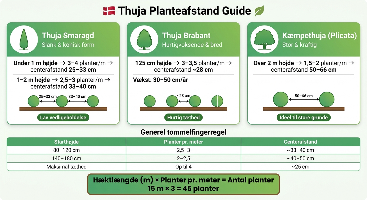 Thuja Planteafstand: Sorter, Tæthed og Centerafstand