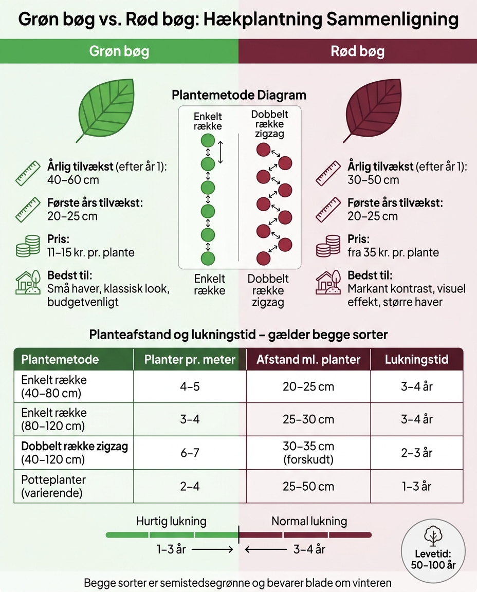 Grøn bøg vs. rød bøg: Planteafstand og vækst