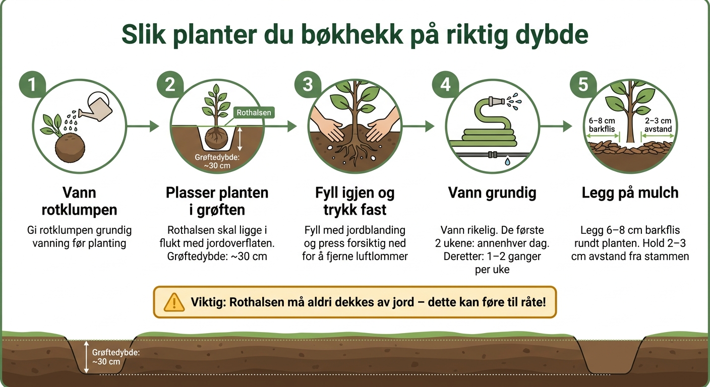 Slik planter du bøkhekk på riktig dybde – steg for steg