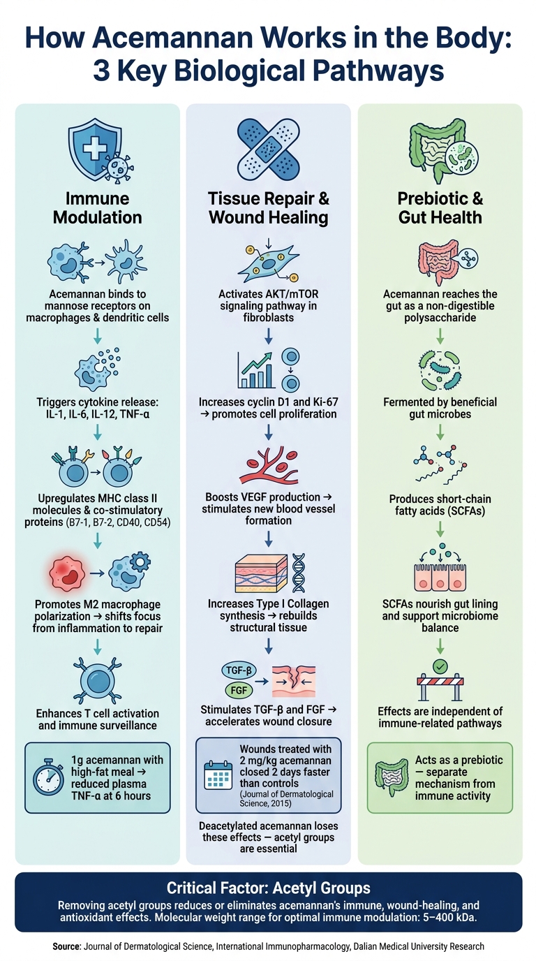 How Acemannan Works in the Body: 3 Key Biological Pathways