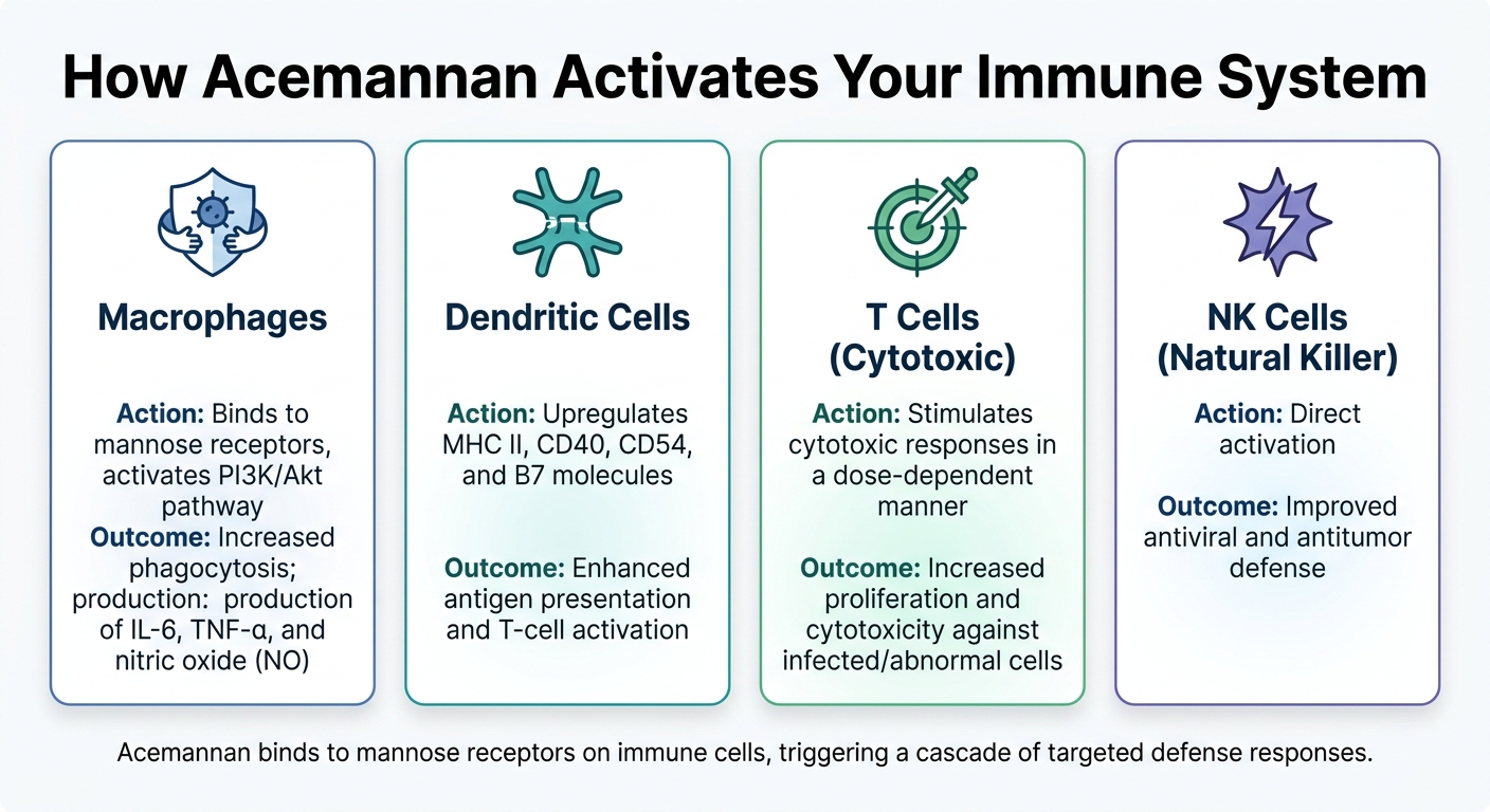How Acemannan Activates Your Immune System