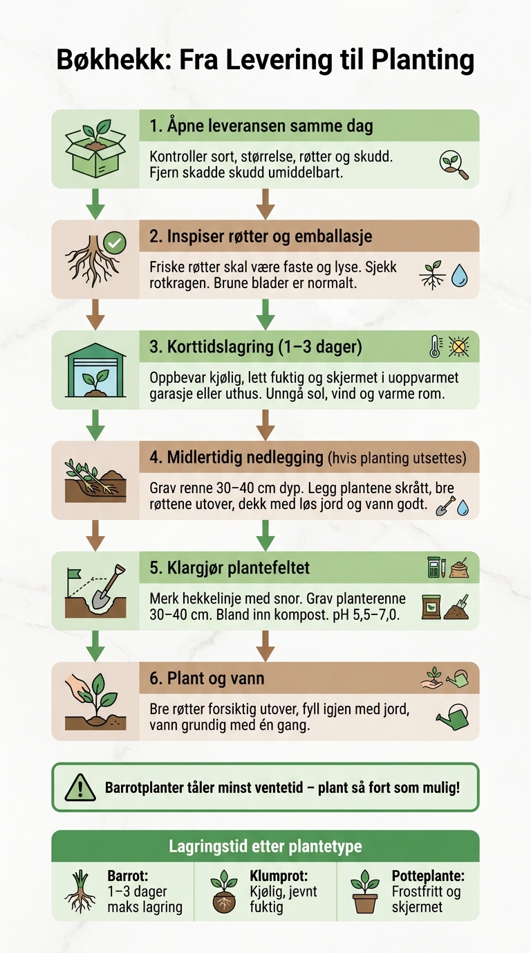 Bøkhekk: Fra Levering til Planting – Steg for Steg