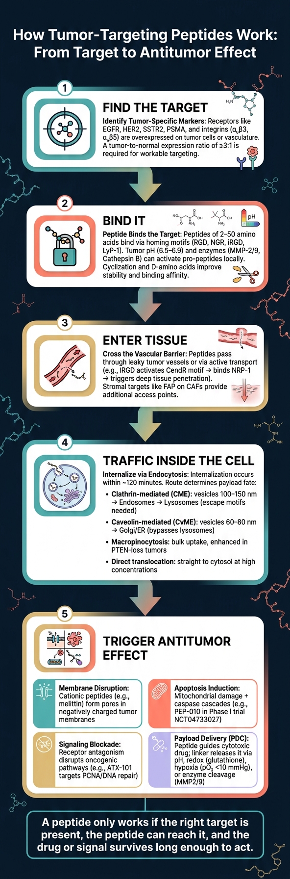 How Tumor-Targeting Peptides Work: From Target to Antitumor Effect