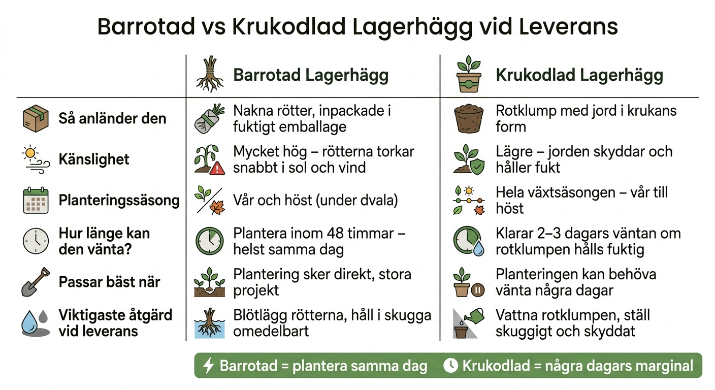 Barrotad vs Krukodlad Lagerhägg – Skillnader vid Leverans