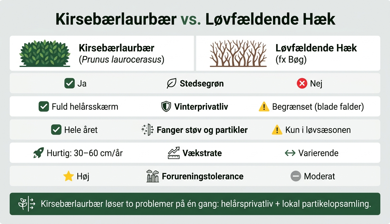 Kirsebærlaurbær vs. Løvfældende Hæk: Privatliv & Luftkvalitet