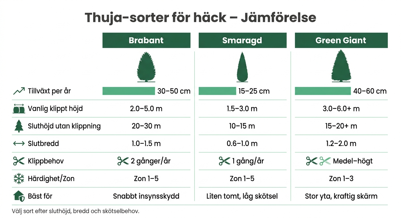 Thuja-sorter för häck: Tillväxt, höjd och skötsel jämförelse