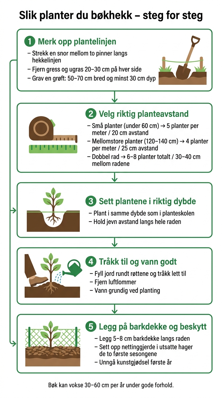 Slik planter du bøkhekk – steg for steg