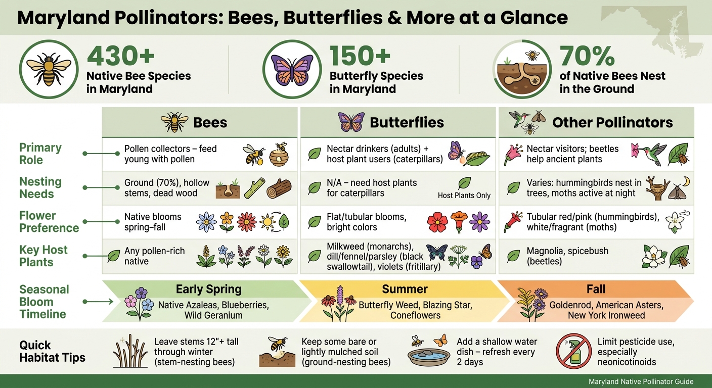 Maryland Pollinators: Bees, Butterflies & More at a Glance