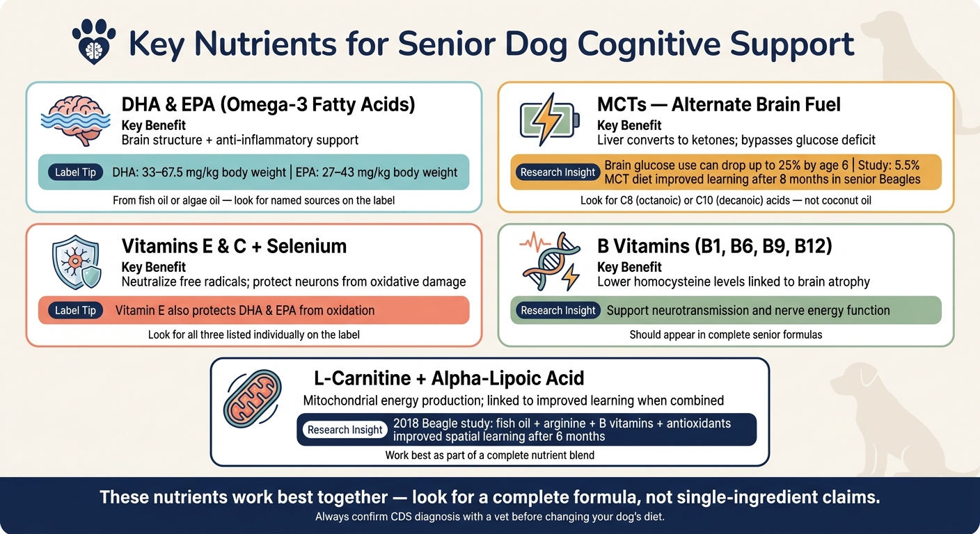 Key Nutrients for Senior Dog Cognitive Support: What to Look For