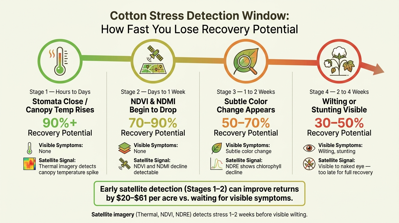 Cotton Stress Detection Window: How Fast You Lose Recovery Potential