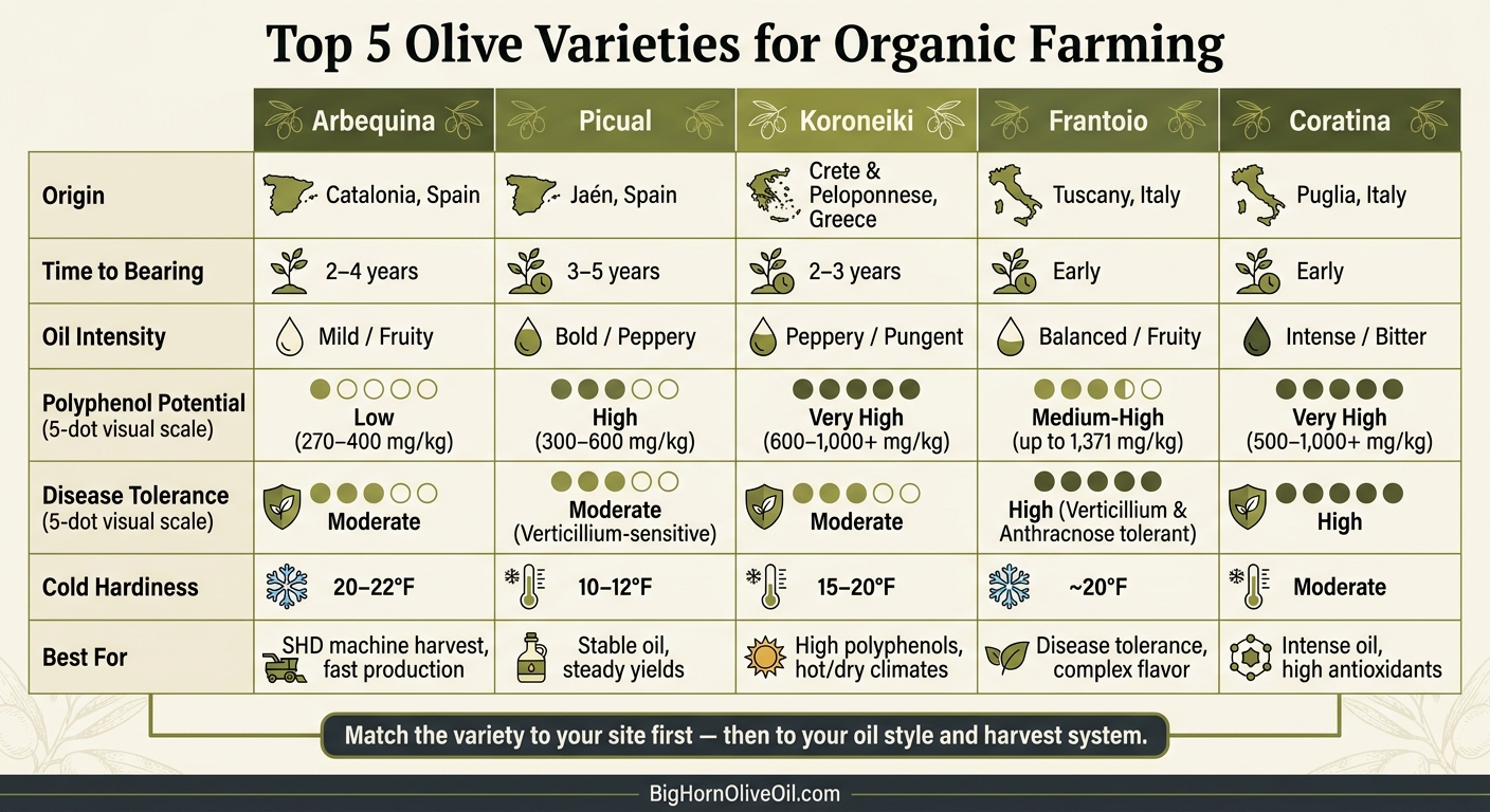 Top 5 Olive Varieties for Organic Farming: Side-by-Side Comparison