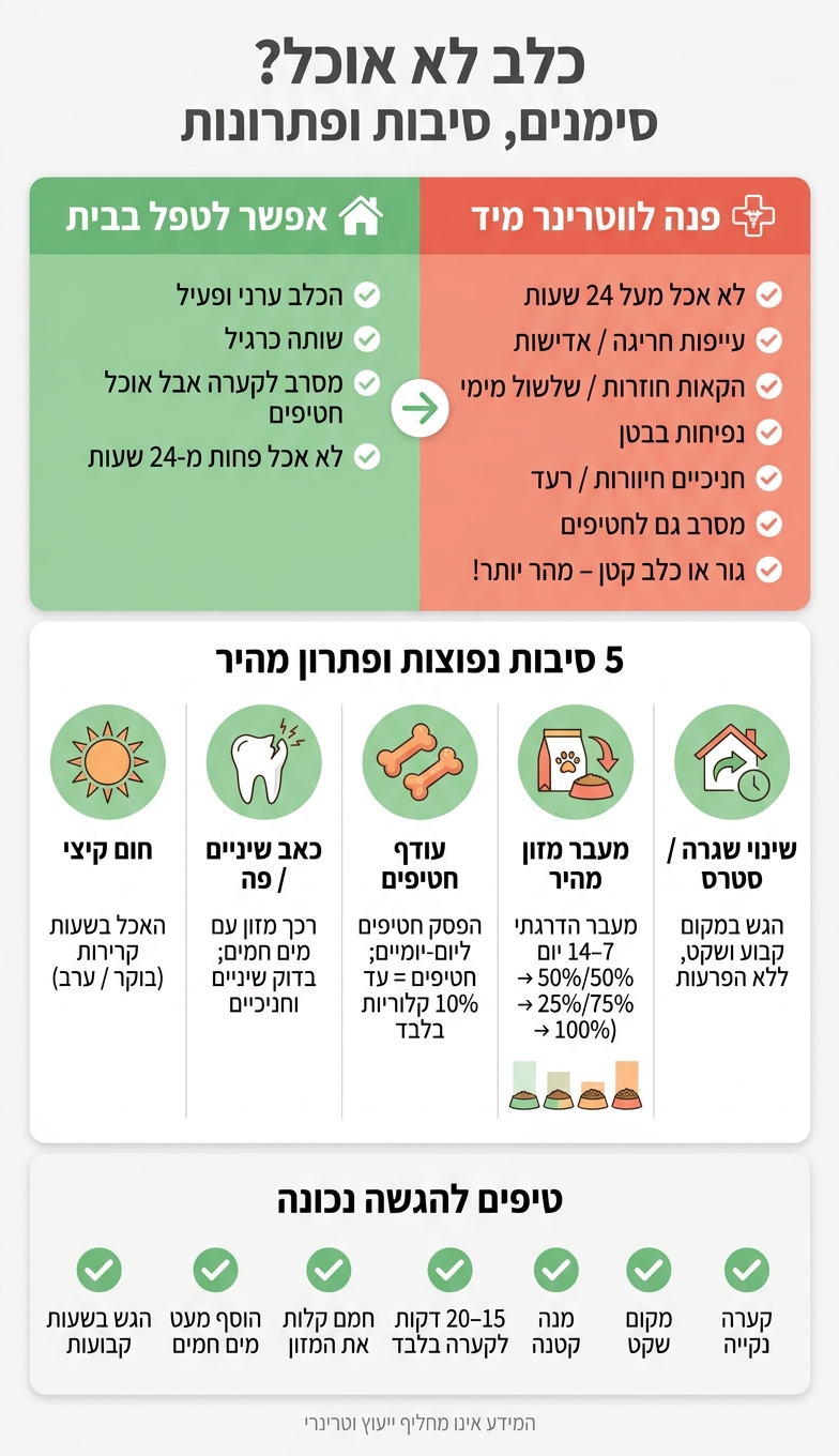 כלב לא אוכל? סימנים, סיבות ופתרונות בבית