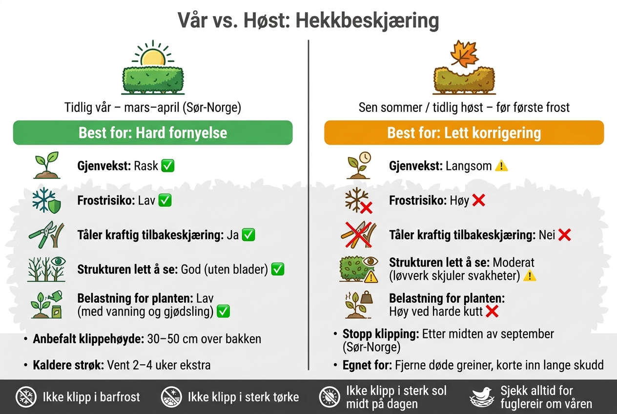 Vår vs. Høst: Når bør du klippe ligusterhekken?