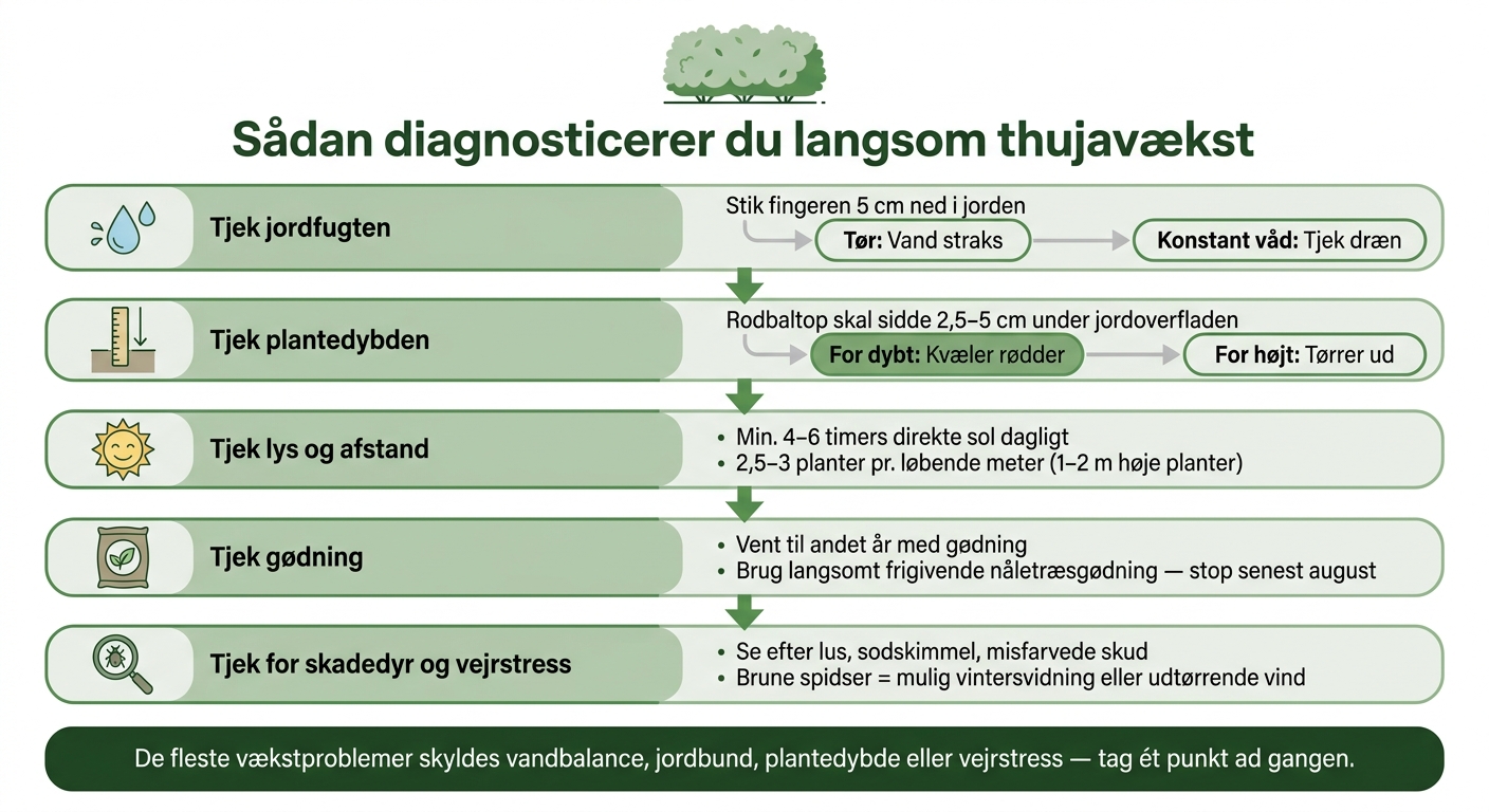 Thuja Vækststop: Trin-for-Trin Tjekliste