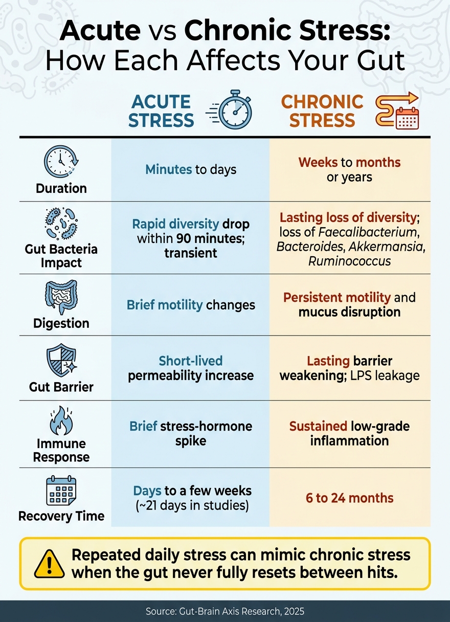 Acute vs Chronic Stress: Gut Effects & Recovery Timeline