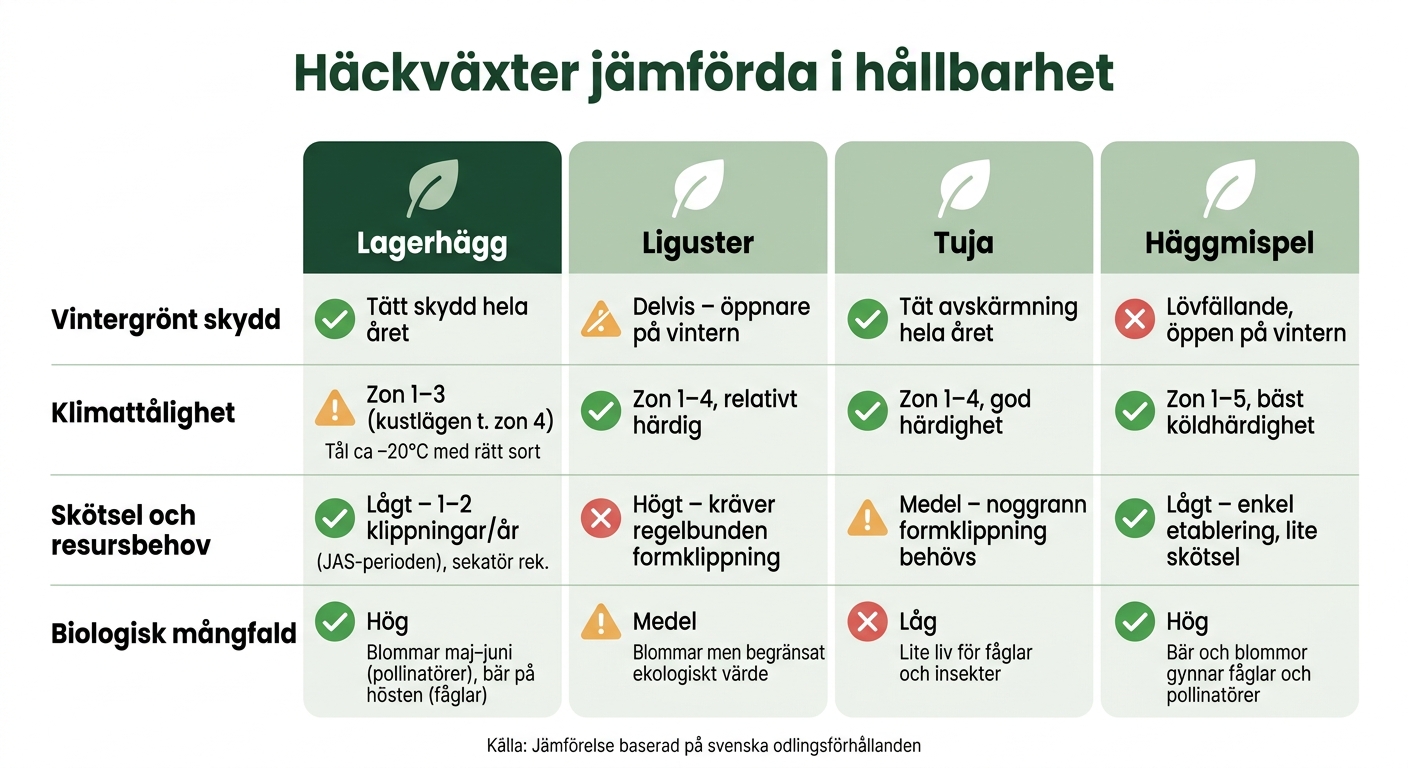 Lagerhägg vs Liguster vs Tuja vs Häggmispel – Hållbarhetsjämförelse