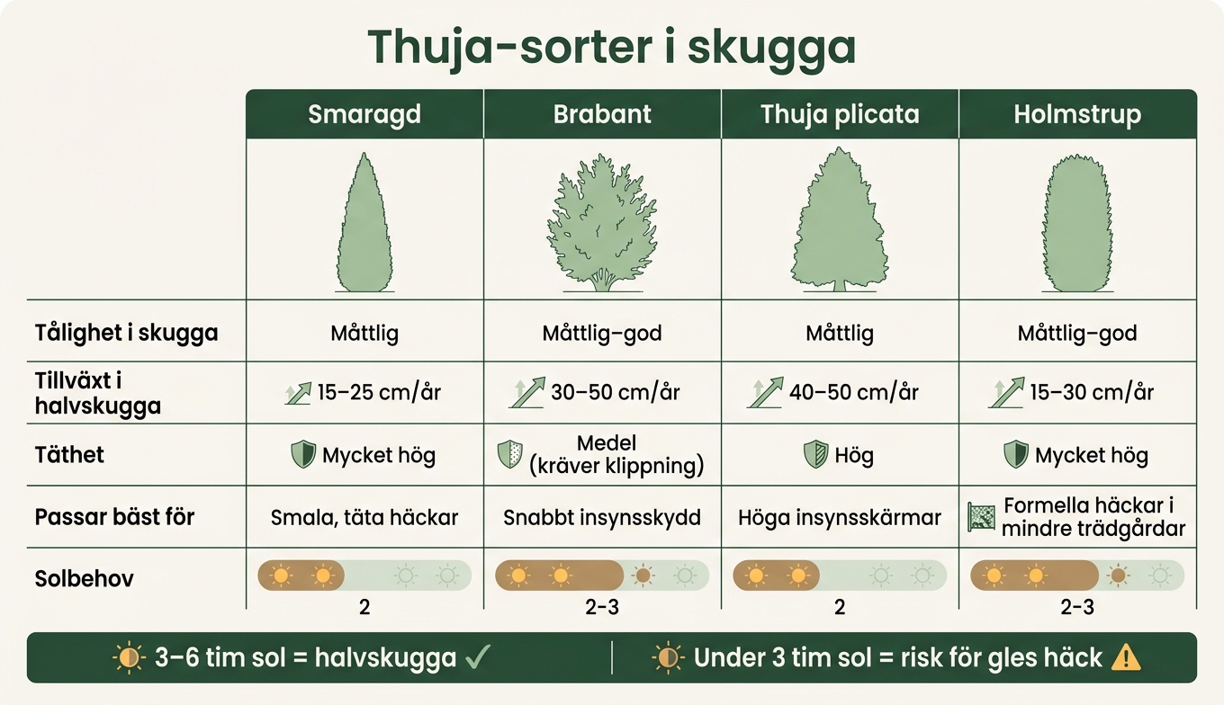 Thuja-sorter i skugga: Jämförelse av tillväxt och täthet