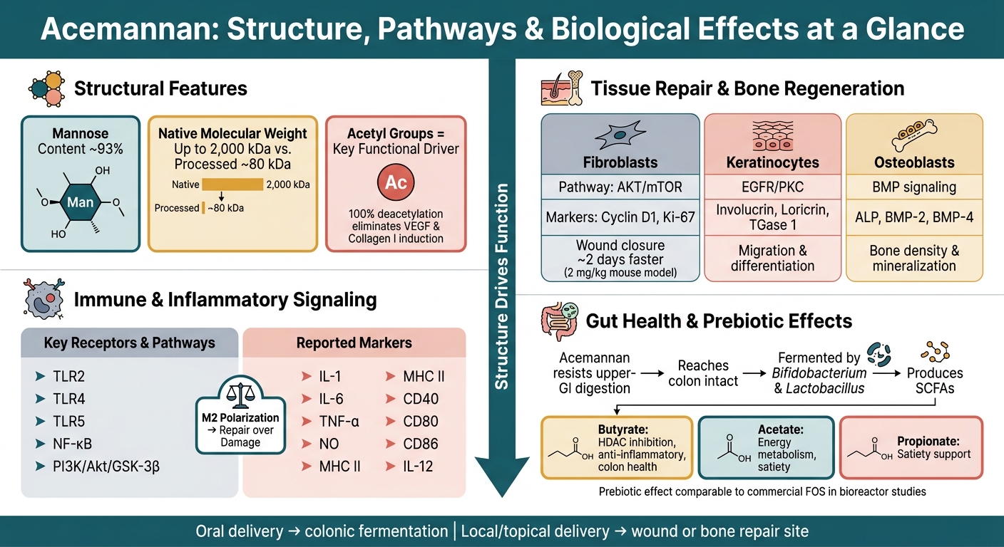 Acemannan: Structure, Pathways & Biological Effects at a Glance