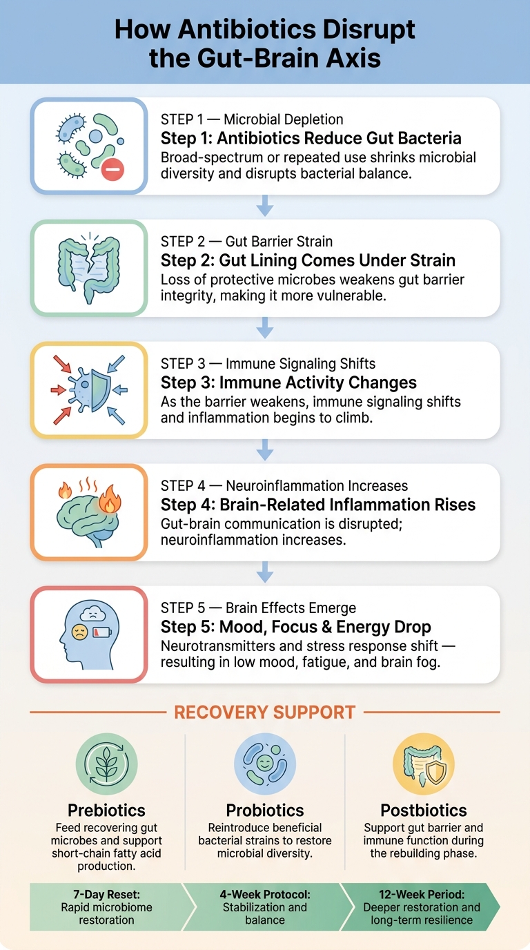 How Antibiotics Disrupt the Gut-Brain Axis (5-Step Chain)