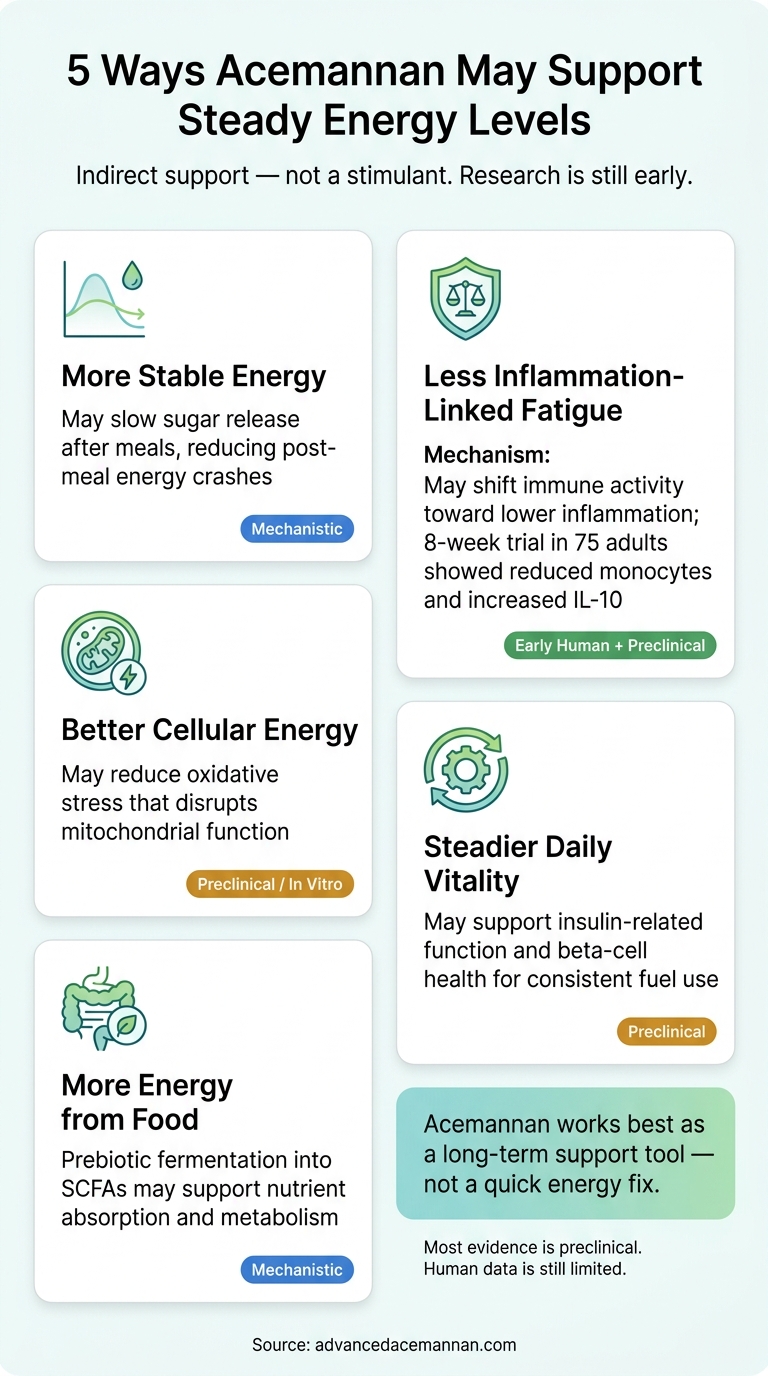 5 Ways Acemannan May Support Steady Energy Levels