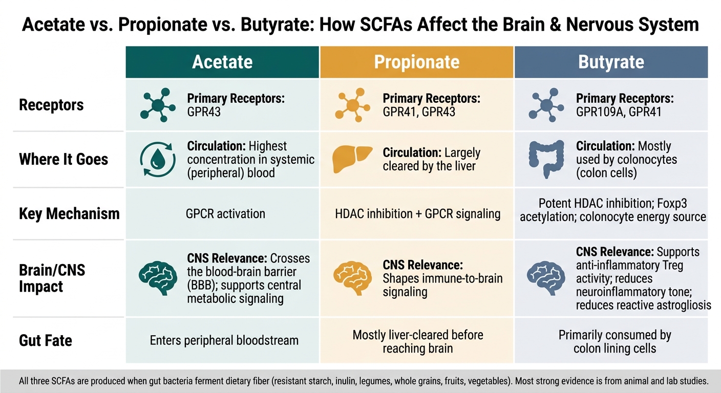 Acetate vs Propionate vs Butyrate: How SCFAs Affect the Brain