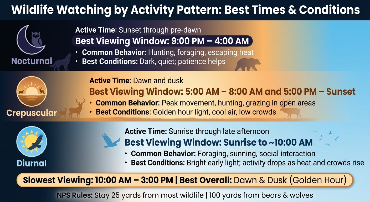 Wildlife Watching by Activity Pattern: Best Times & Conditions
