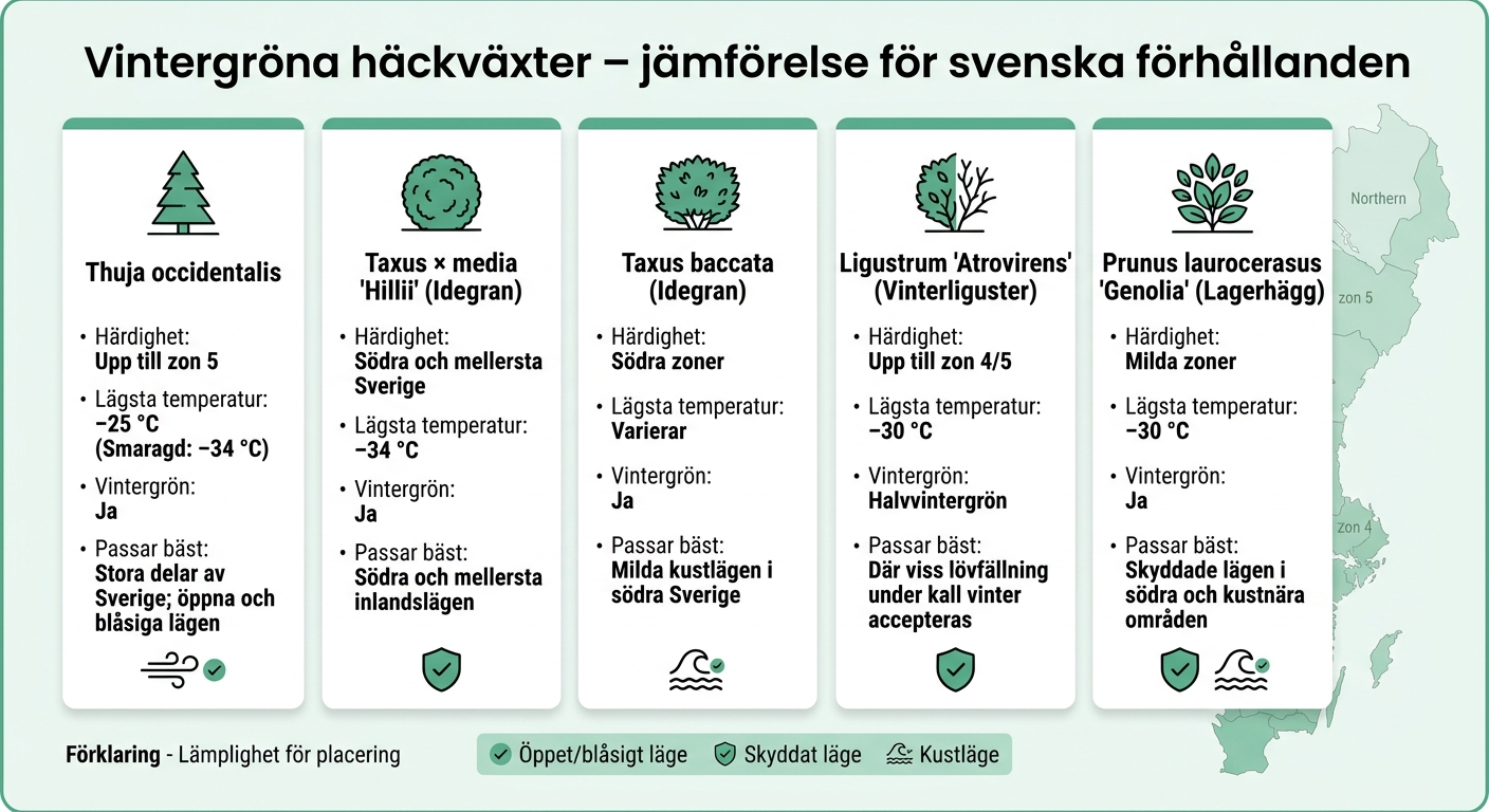 Vintergröna häckväxter – jämförelse för svenska förhållanden