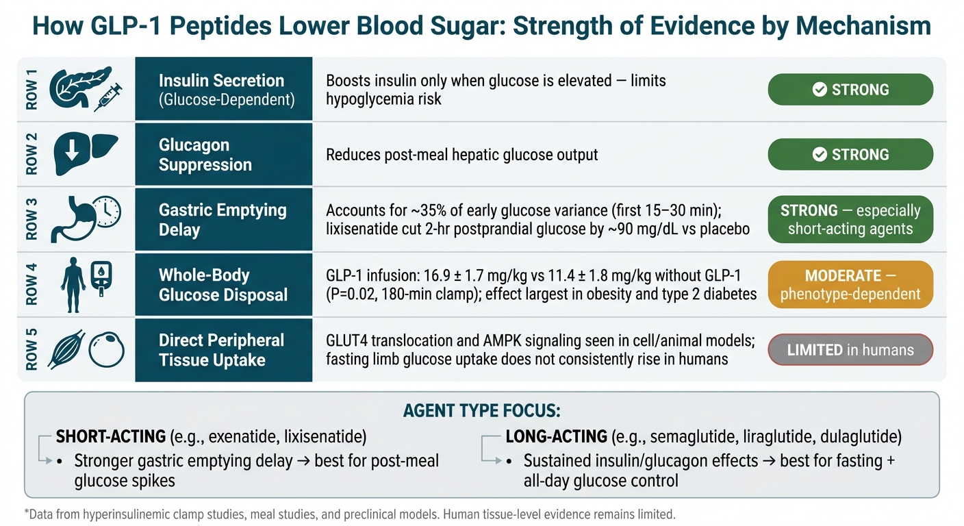 GLP-1 Peptides: Mechanisms of Glucose Lowering at a Glance