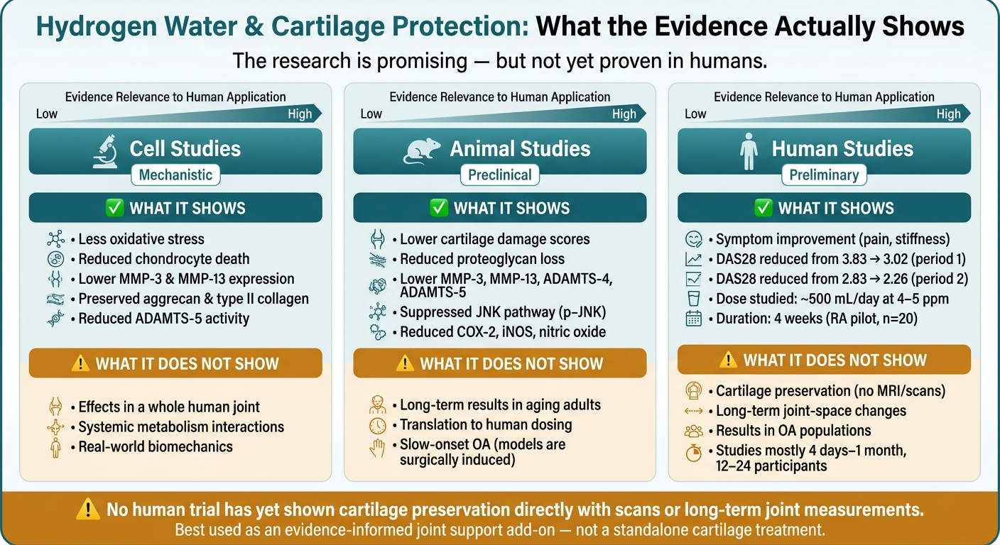 Hydrogen Water & Cartilage Protection: Evidence by Study Type