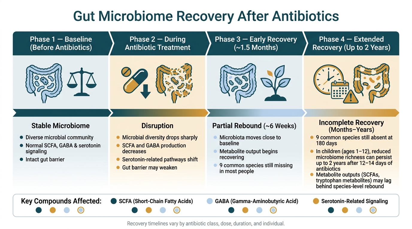Gut Microbiome Recovery Timeline After Antibiotics