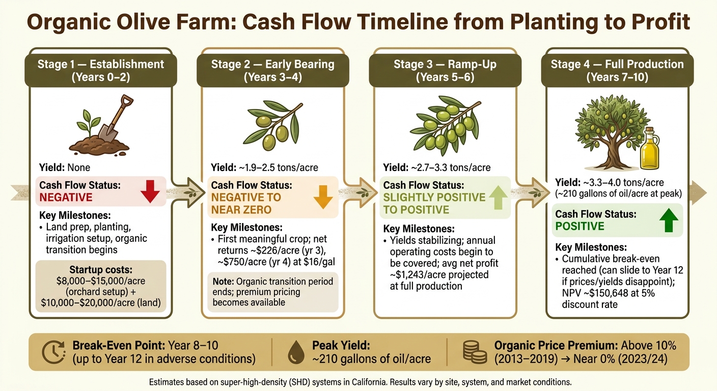 Organic Olive Farm: Cash Flow Timeline from Planting to Profit