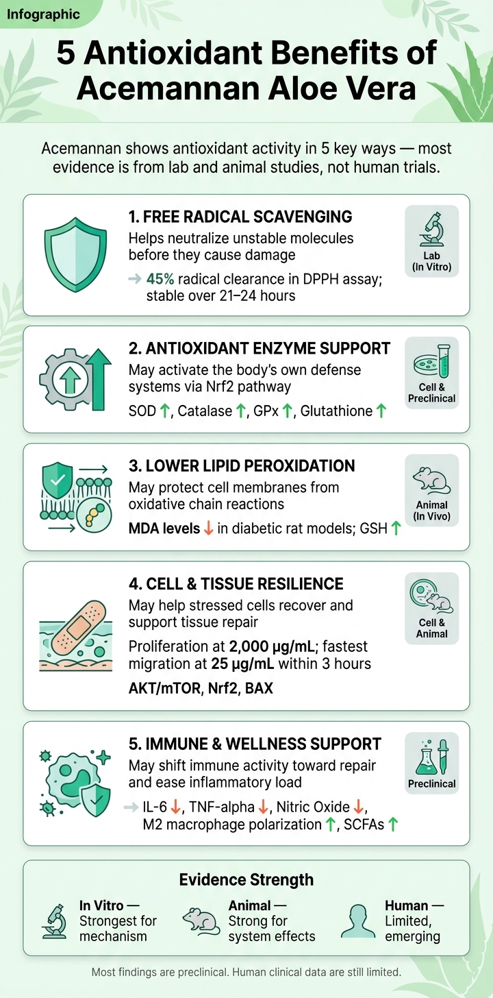 5 Antioxidant Benefits of Acemannan: Evidence Summary