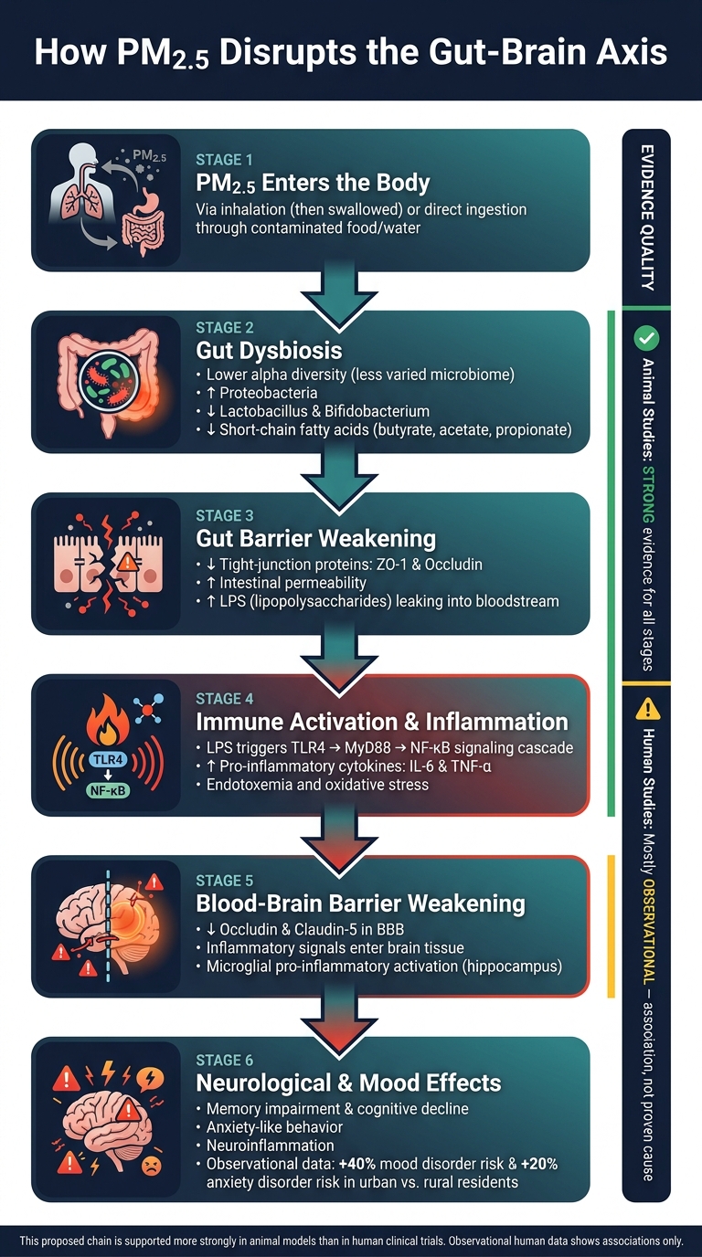 How PM2.5 Disrupts the Gut-Brain Axis: The Proposed Chain