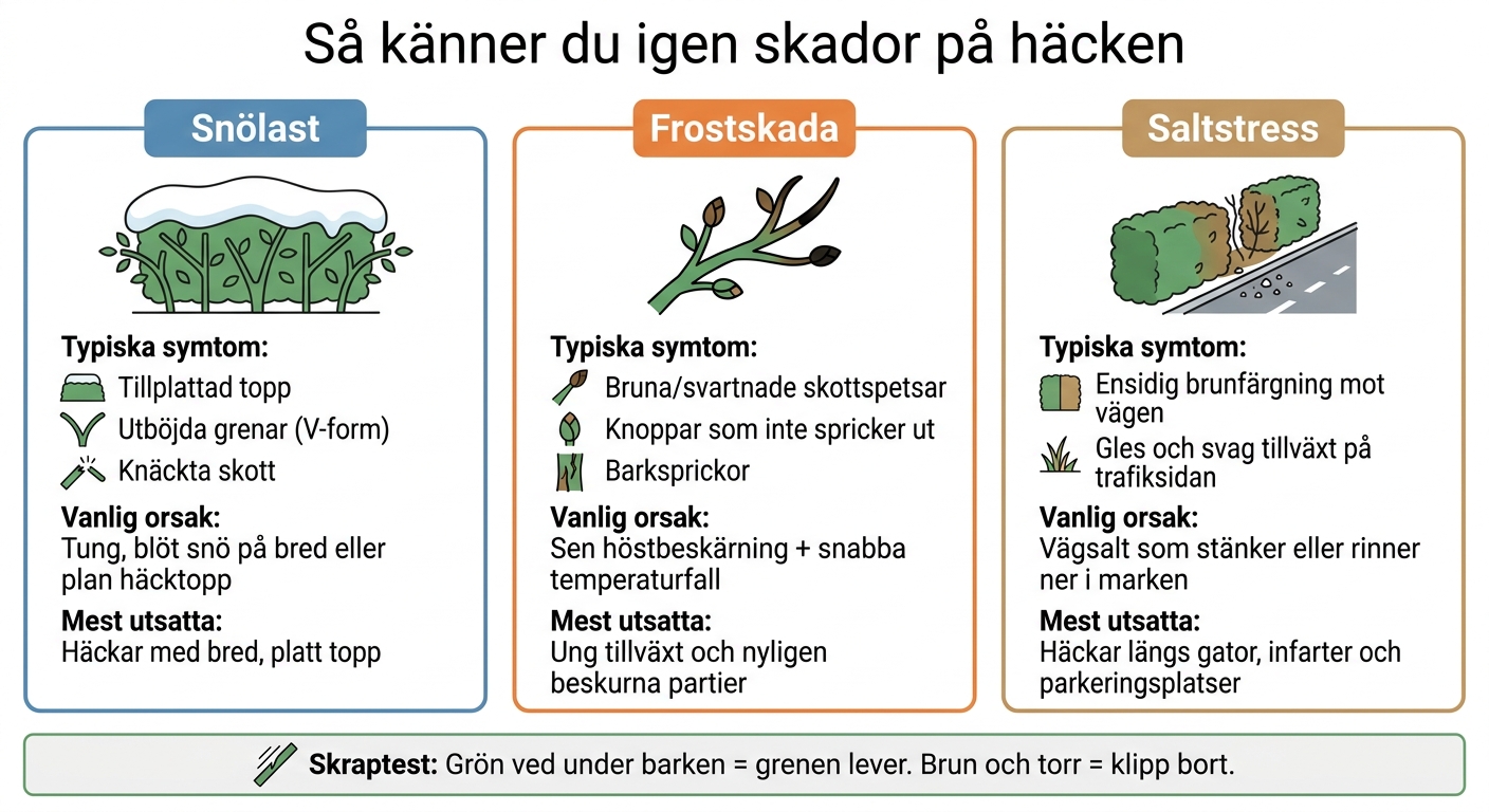 Snöskador på häck: Snölast vs Frost vs Saltstress