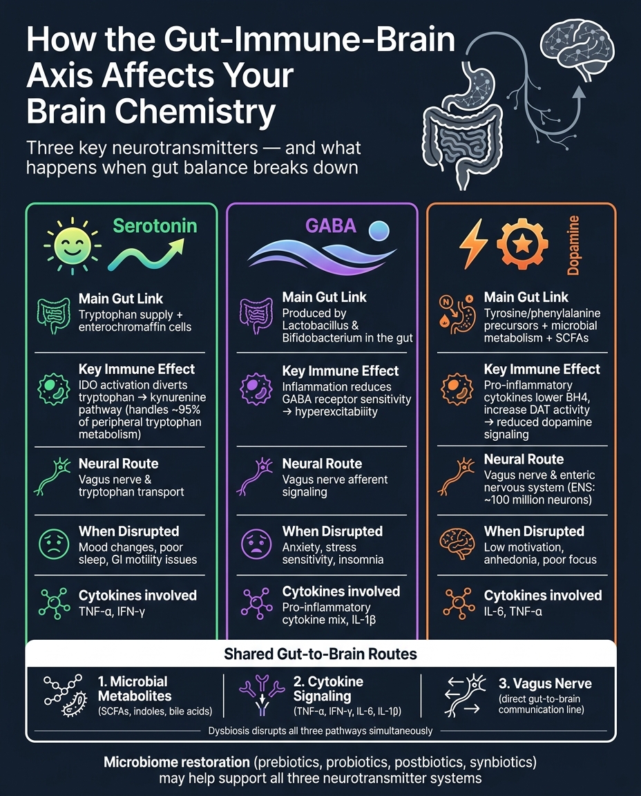 Gut-Immune-Brain Axis: How Serotonin, GABA & Dopamine Are Affected