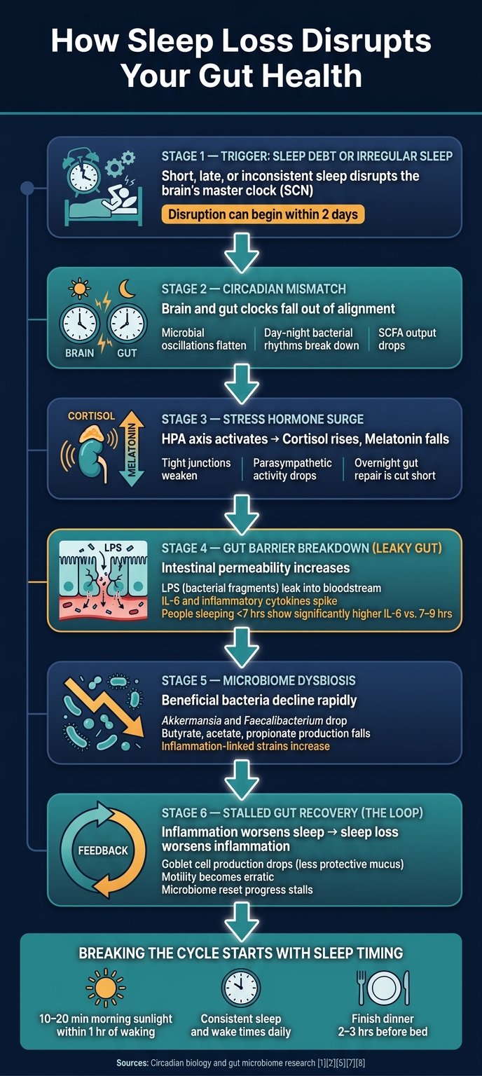 How Sleep Loss Disrupts Your Gut: The Step-by-Step Chain