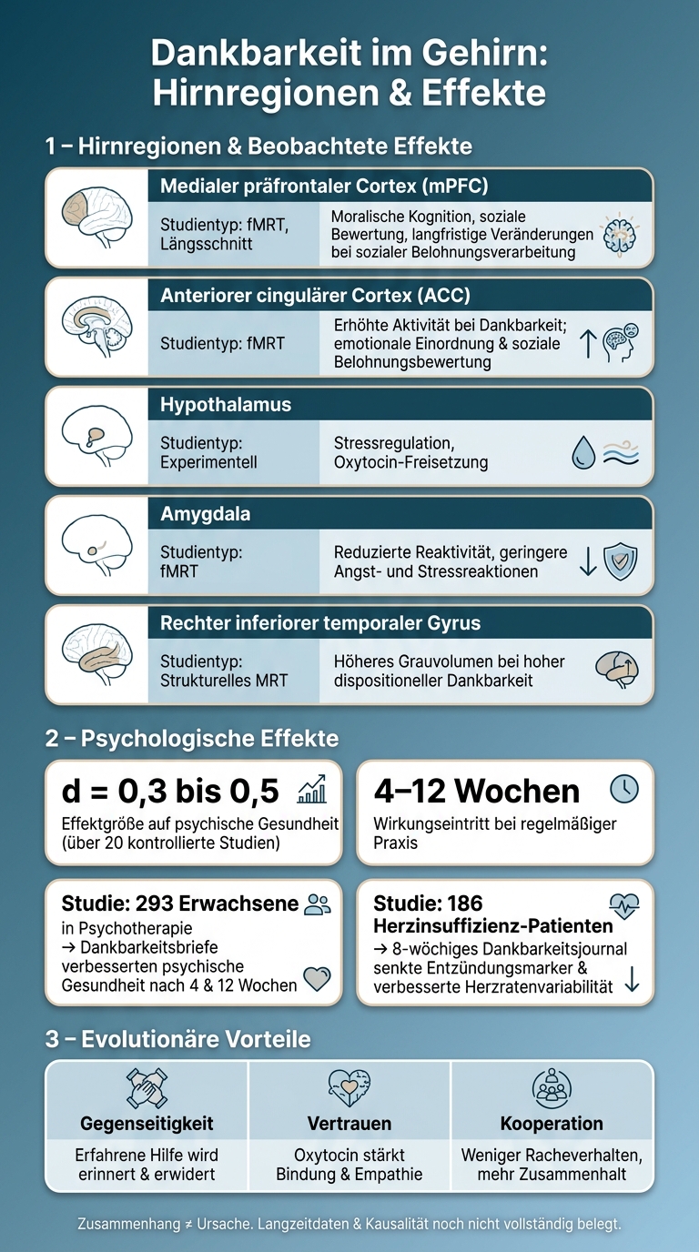 Dankbarkeit im Gehirn: Hirnregionen, Effekte & Studienlage auf einen Blick