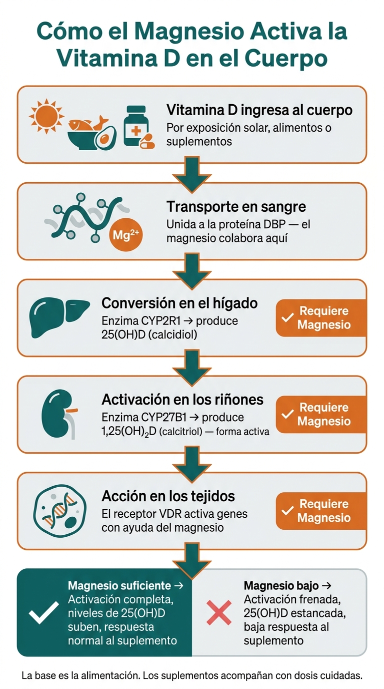 Cómo el Magnesio Activa la Vitamina D en el Cuerpo