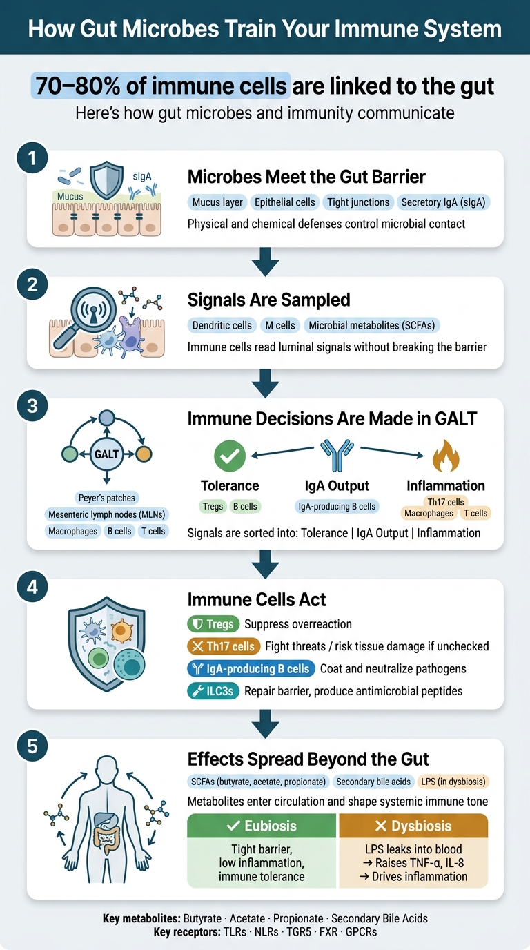 How Gut Microbes Train Your Immune System: A 5-Step Pathway