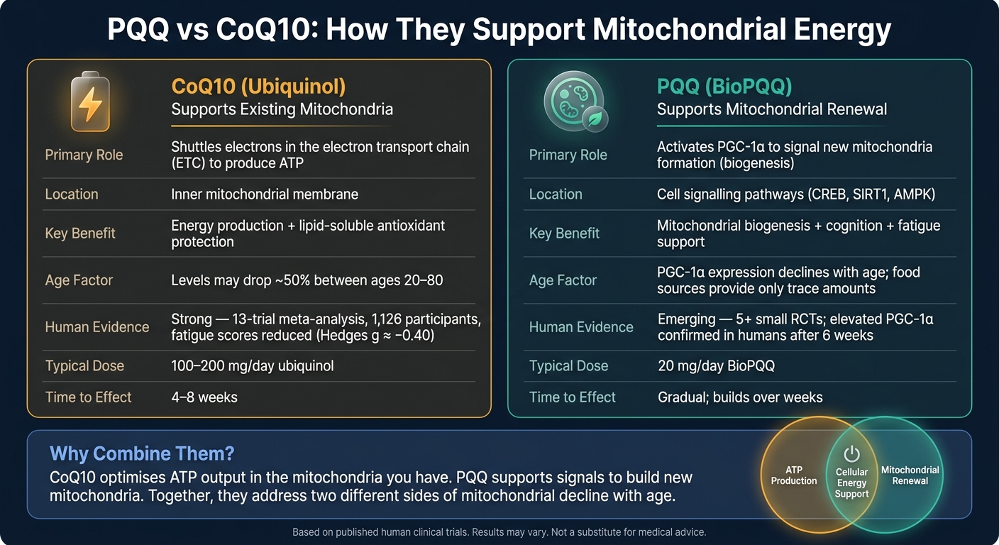 PQQ vs CoQ10: How They Support Mitochondrial Energy