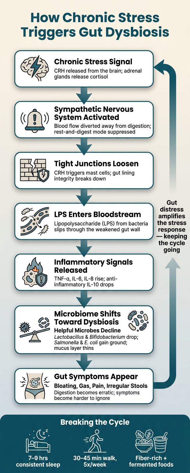 How Chronic Stress Causes Gut Dysbiosis: The Vicious Cycle