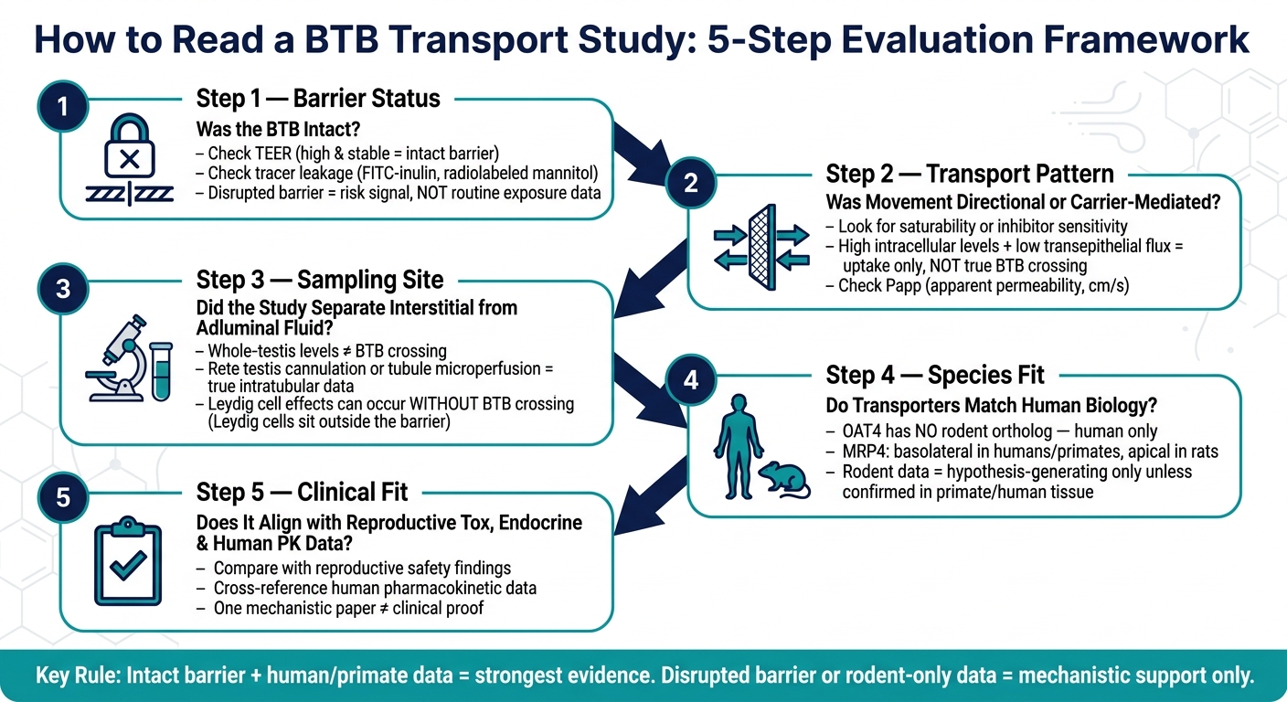How to Read a Blood-Testis Barrier (BTB) Transport Study: 5-Step Framework