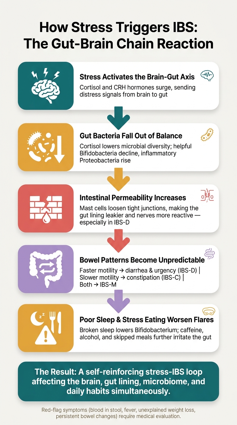 How Stress Triggers IBS: The Gut-Brain Chain Reaction