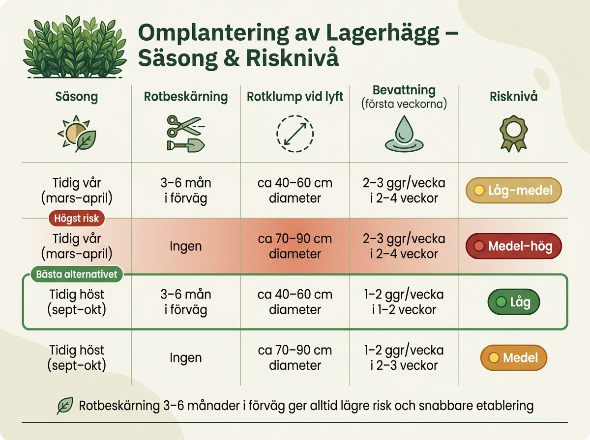 Omplantering av Lagerhägg: Säsong & Risknivå