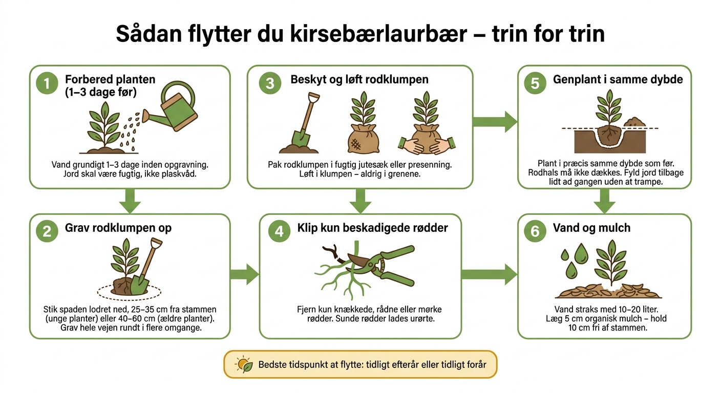 Sådan flytter du kirsebærlaurbær – trin for trin