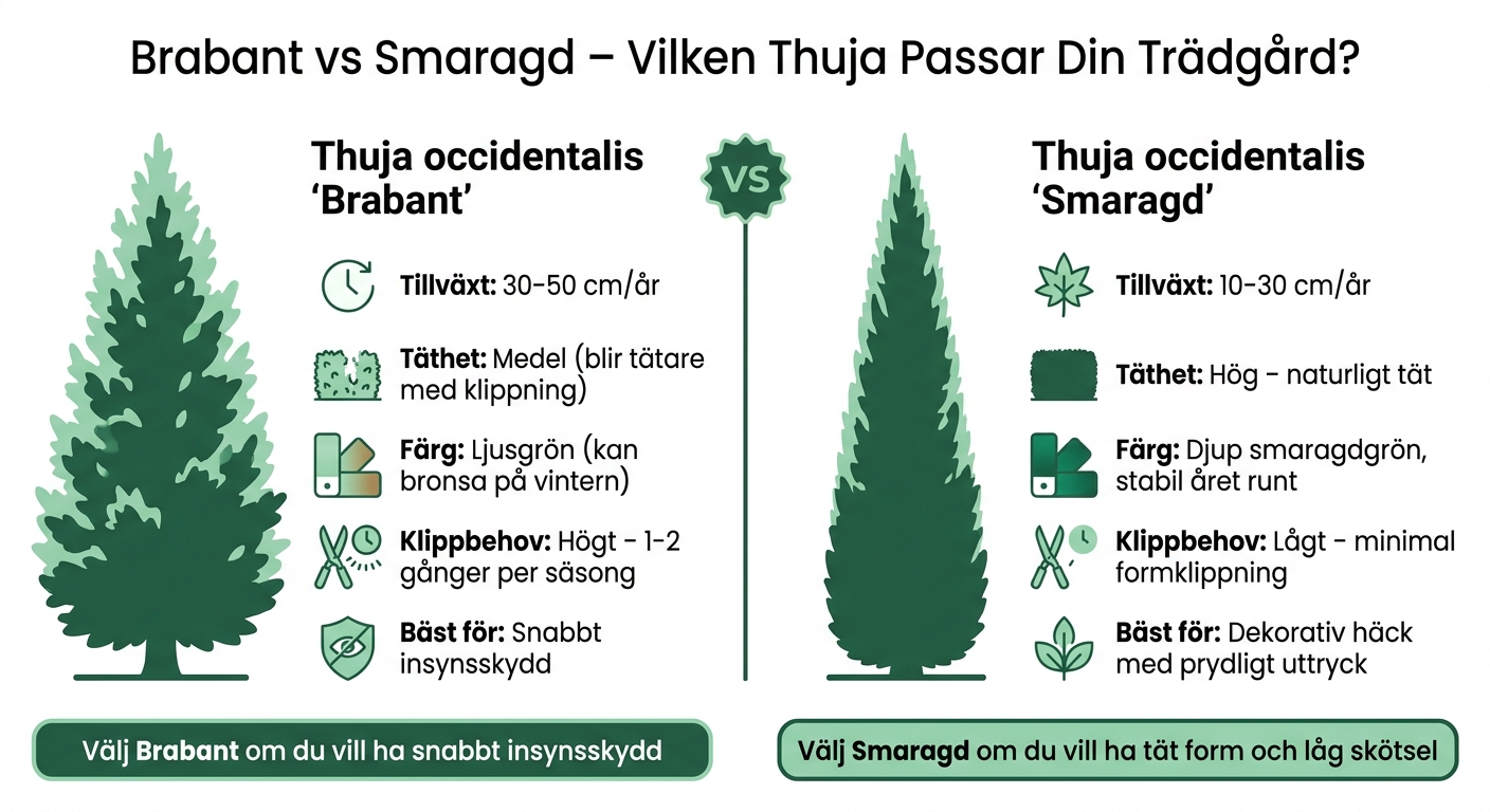 Brabant vs Smaragd – Vilken Thuja Passar Din Trädgård?