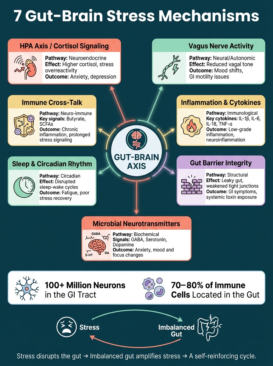 7 Gut-Brain Stress Mechanisms: How Your Microbiome Shapes Stress Response