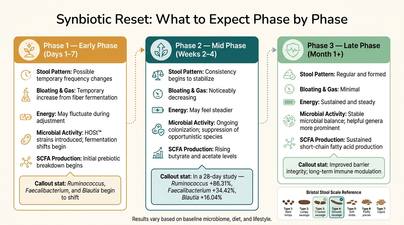 Synbiotic Reset Timeline: What Happens to Your Gut Day by Day