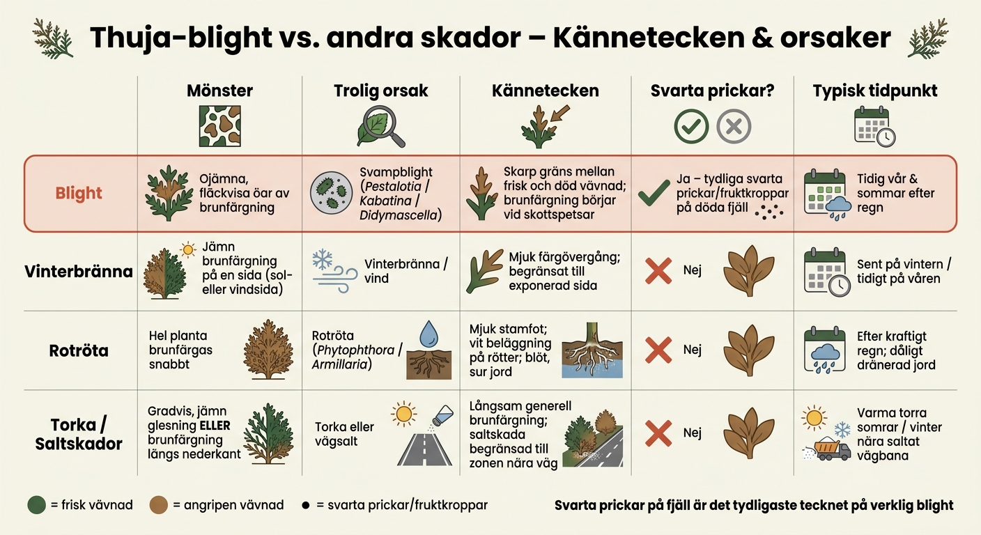 Thuja-blight vs. andra skador: Så känner du igen skillnaden